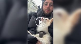 Пробник вовка