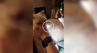 Как проверить кота на одержимость во славу Сатаны