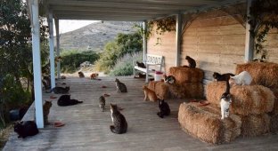 Как получать деньги, тусуясь с кошками на прекрасном греческом острове (10 фото)