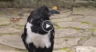 A crow was discovered in Britain that asks passersby if everything is okay