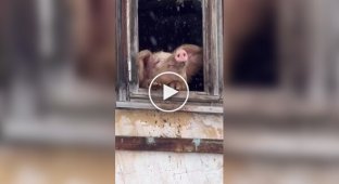 People saved pig from slaughter because it loved snowfall