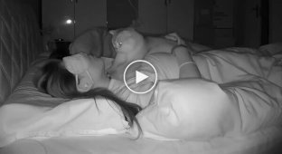 Бессонная ночь кота-массажиста