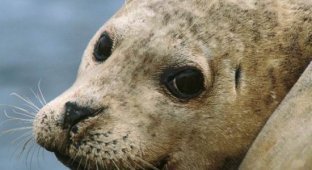 Harbor seals (20 Photos)