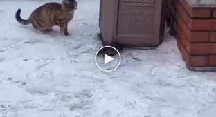 Cat and mouse in St. Petersburg