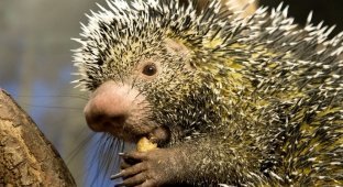 Two-colored porcupine: an interesting and little-studied animal (9 photos)