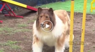 Японец, который стал собакой, теперь проходит курсы дрессировки и готовится к соревнованиям среди псов