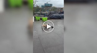 Scary, very scary: a pug met a toad