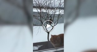 Кот не долетел до конкурента