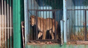 Депрессивный зоопарк в Гюмри (9 фото)