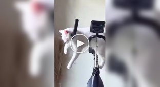 Коты могут спать где угодно