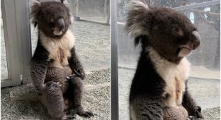 "В чём смысл жизни?": в зоопарке засняли коалу, которая задумалась о высоком (8 фото)