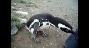 Злобный пингвин наказывает человека