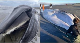 На берег Орегона выбросило гигантского кита (7 фото)