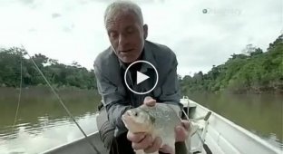 How hard does a piranha bite?