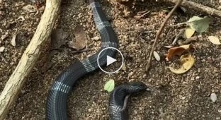 An unpredictable snake from Africa