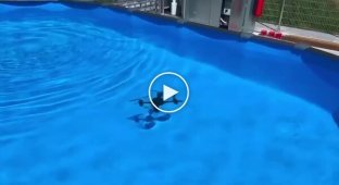 Студенты из Дании напечатали дрон, способный летать и плавать под водой