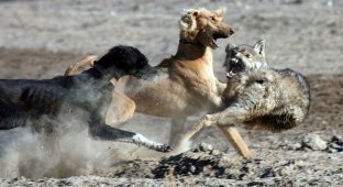 Волкодавы: созданы для драки с волком (8 фото)