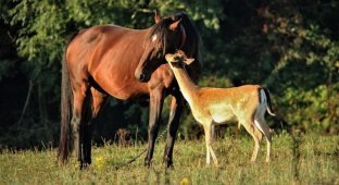 Каждое утро этот молодой олень приходит на пастбище к лошади, которую считает своей мамой (6 фото)