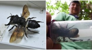 Жутковатая пчела Уоллеса (5 фото)