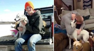 The owner found the dog 4 years later, 800 km from home (4 photos + 1 video)