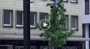 Естественная среда обитания: Темнокожий мигрант залез на дерево и чего-то требует в Германии