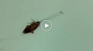 Ants stole a cockroach