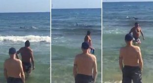 Shark on the beach (5 photos + 1 video)