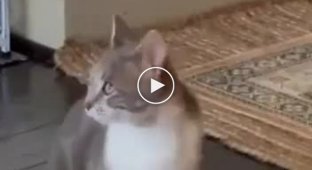 The talented cat sang a duet and gathered a full audience