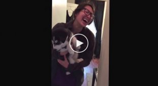 Husky puppy talks incessantly to a girl