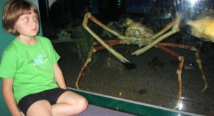 Spider crab: century-old crayfish larger than a man are almost invincible (8 photos)