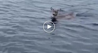 Rescuers spotted deer struggling for life in icy water