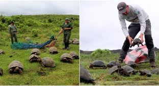 Rescuers transported 136 Galapagos tortoises to the island to save the species (6 photos)