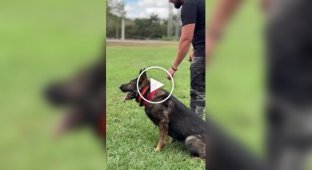 A Dog Handler Demonstrates Impressive Service Dog Training