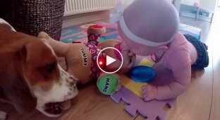 When a child appeared in the house, it was as if this beagle had been replaced