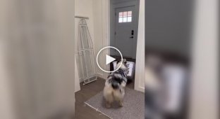 A dog helps the hostess with household chores