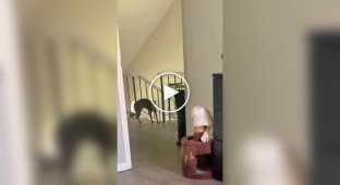 Чудаковатый кот передумал идти в комнату