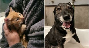 30 photos of rescued animals that warm the soul (31 photos)