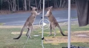Male kangaroos in a fight destroyed a tent with tourists