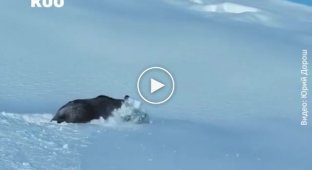 A brown bear rejoices at the huge snowdrifts, much like we do about the upcoming holidays