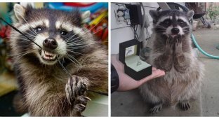 Raccoon, but not the one: the most clean and mischievous pet (21 photos)