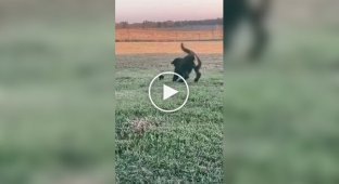 Dog plays with kittens on the street