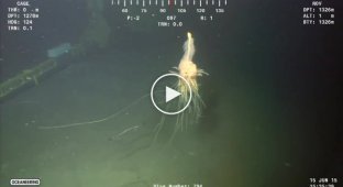 Необычное существо на глубине более 1300 метров