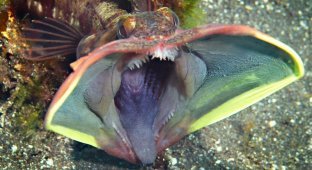 Необычные обитатели подводного мира: Neoclinus blanchardi (5 фото)
