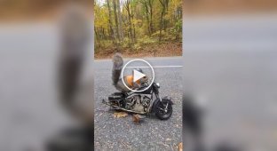 Biker squirrel is getting ready to hit the road