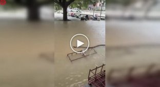 Гигантский питон скользит по затопленным улицам Таиланда