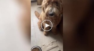 The girl showed a cunning tactic to get your pet to eat