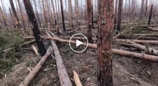 Фрагменты боевой работы бойцов ССО Украины в Кременском лесу