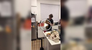 A cat defended a stolen chicken to the last