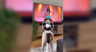 Собака «танцует» под танец живота перед телевизором