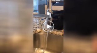 Кот пытается попить воду из-под крана